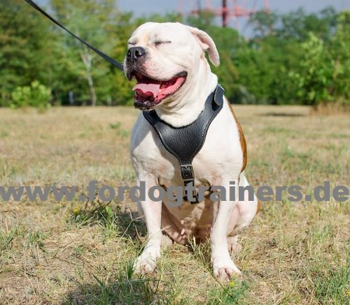 Adjustable Dog Harness for Protection Training | Leather Harness